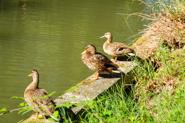 Canards de Toulouse