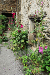 Fototapeta na wymiar Pyrénées-Orientales - Olette - Hameau d'Evol - Roses trémières dans une ruelle