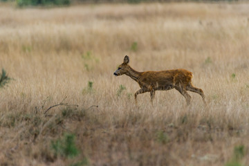Junges Reh geht durch das hohe Gras von De Hoge Veluwe