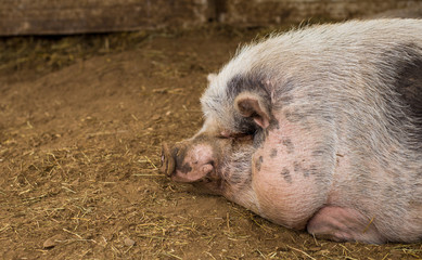 Lonely pig in farm