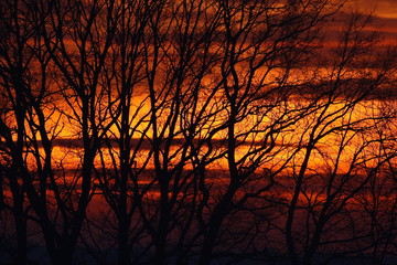 Ognisty zachód słońca między gałęziami drzew
