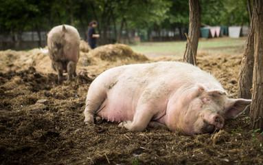 Fototapeta premium Pigs are resting in a sanctuary for freed animals