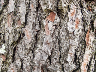 Natural texture of a tree bark