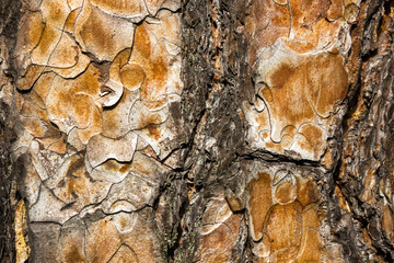 The pine bark, texture