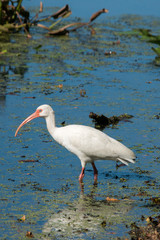 White Ibis at Brazos Bend Sate Park, Texas