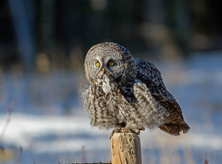 Great Gray Owl with vole