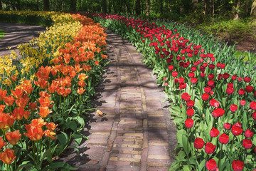 Garden path with a border of flowers