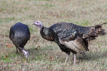 Two wild turkeys