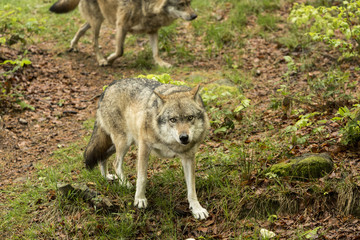 Obraz premium European wolf, Europaeischer Wolf, Canis lupus, wolf, CZECH REPUBLIC