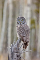 Great Gray Owl