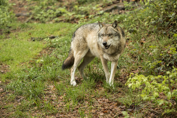 Naklejka na ściany i meble European wolf, Europaeischer Wolf, Canis lupus, wolf, CZECH REPUBLIC