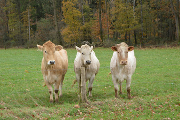 drie lichtbruine koeien in een wei bij de afrastering