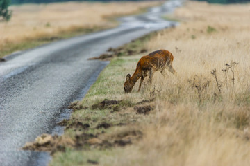 Reh am Straßenrand im Nationalpark De Hoge Veluwe