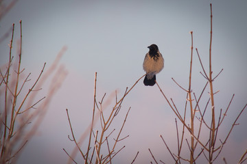 Серая ворона на макушке дерева © vasilaleksandrov