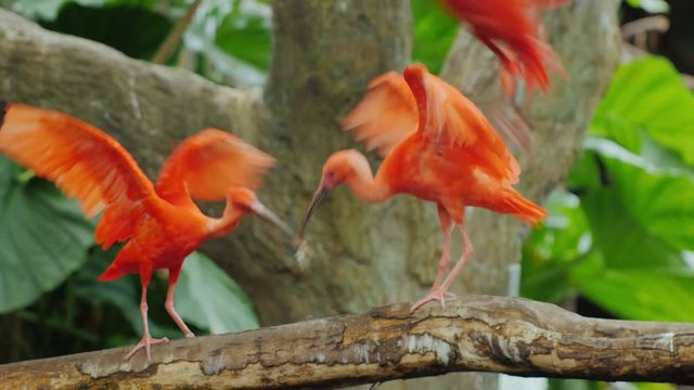 Several beautiful red ibis fighting for food. Scarlet Ibis