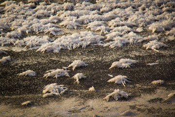 Ледяные звёзды на реке