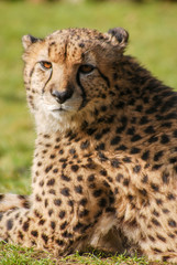 Cheetah