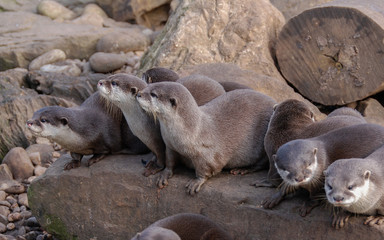Naklejka premium Group of Otters