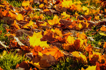 Autumn sketches