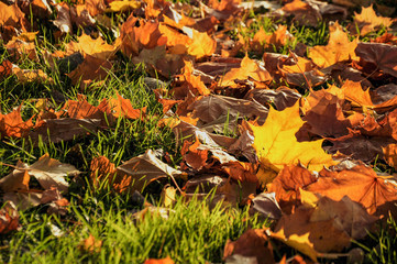 Autumn sketches