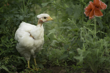 Eco-friendly farming