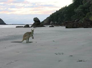 Wallaby on the Beach at Cape Hillsborough