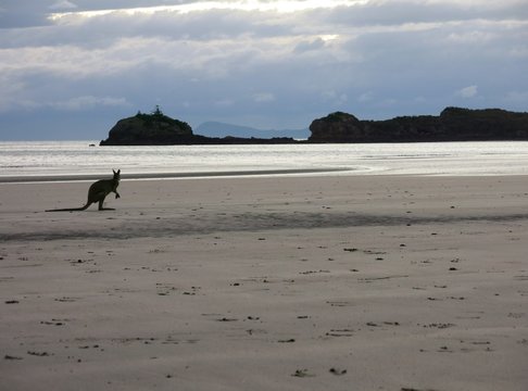 Wallaby on the Beach at Cape Hillsborough