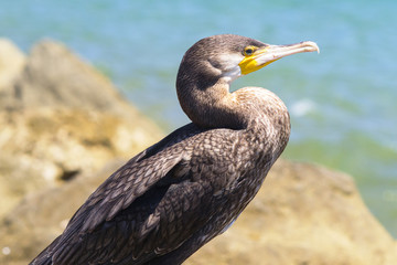 cormorano