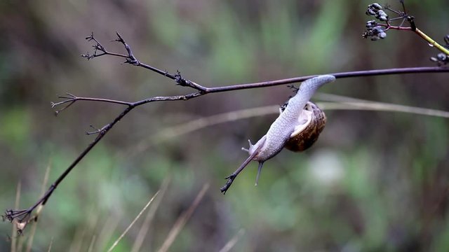 Brown snail crawling on wet branches on a rainy day