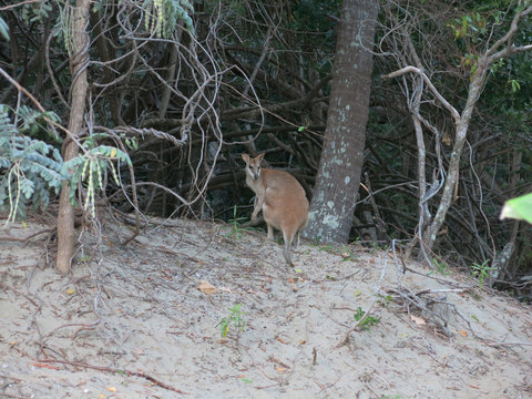 Kangaroo in the fortest