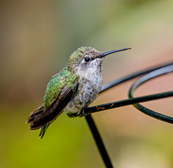 Anna's Hummingbird - female