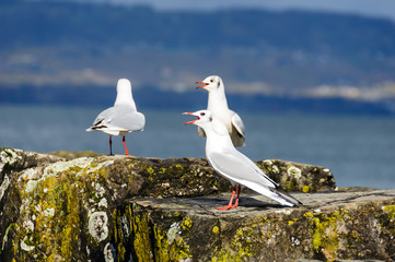 Mouettes de Haute-Savoie