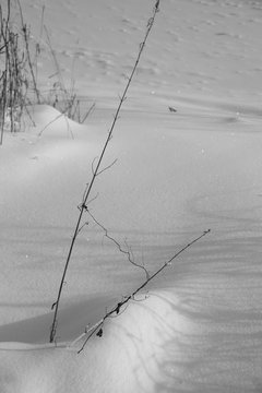 Сухая травинка в снегу