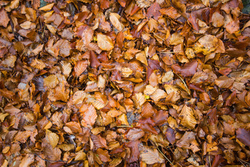 dry leaves in autumn / Autumn leaves background / dry leaves fall on the floor.