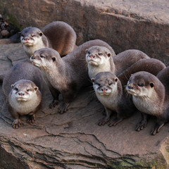 Otters