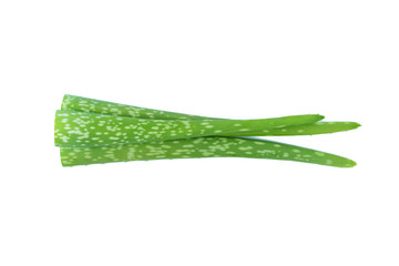 Aloe vera isolated on white