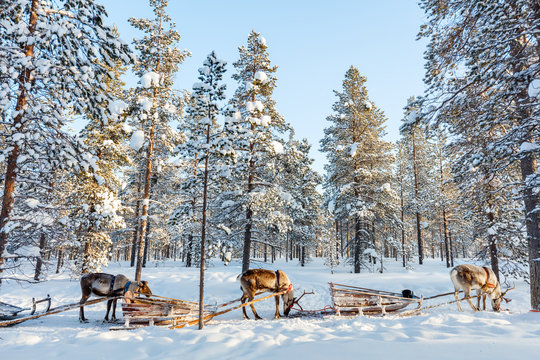 Fototapeta Reindeer safari