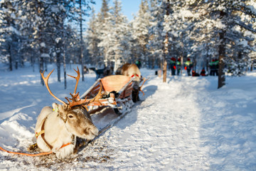 Fototapeta premium Reindeer safari