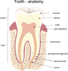 Tooth medical anatomy