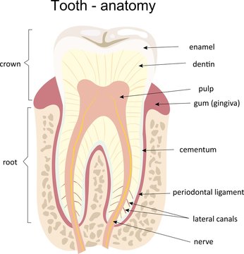 Tooth medical anatomy
