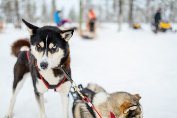Husky safari