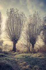 Fototapeta na wymiar Cold morning landscape with willows, Poland