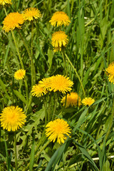 Dandelions in the spring meadow.