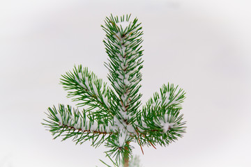 Макушка молодой сосны в снегу © vasilaleksandrov