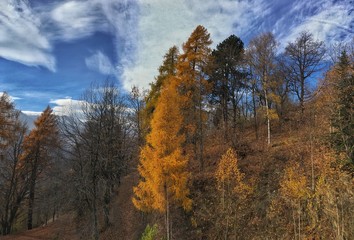bosco montano in autunno