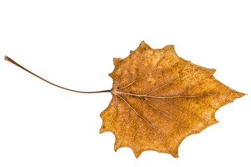 Fallen autumn leaf of poplar, isolated on white background