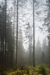 mysterious foggy forest