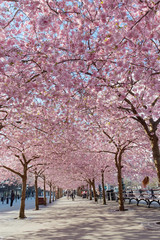Park with beautiful blooming cherry trees and people