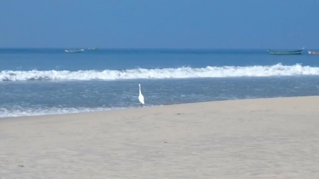 Beautiful beach in Goa and Kerala with white egret-fisherman, and fishing boats on water
