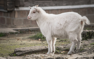 Junge weiße Ziege